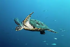 Turtle: Hawksbill sea turtle (Eretmochelys imbricata) swimming