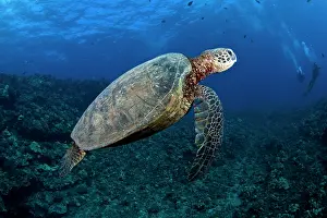 Maui: Hawksbill Turtle
