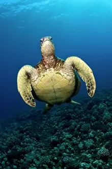 Maui: Hawksbill Turtle