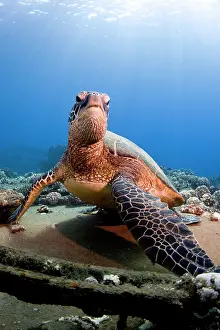 Maui: Hawksbill Turtle