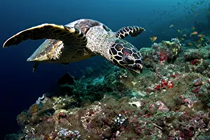 Lea Lee: Hawksbill Turtle