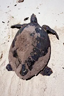 Eretmochelys: Hawksbill Turtle