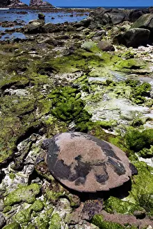 Eretmochelys: Hawksbill Turtle