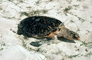 Chelonian: Hawksbill Turtle