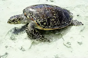 Chelonian: Hawksbill Turtle