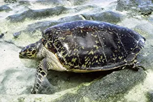 Cheloniidae: Hawksbill Turtle