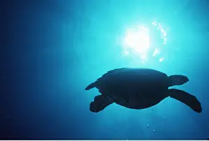 Hawksbill: HAWKSBILL TURTLE