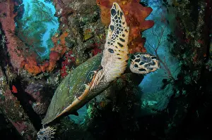 Wreck: Hawksbill Turtle
