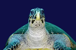 Hawksbill: Hawksbill Turtle