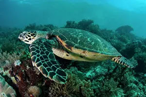 Strait: Hawksbill Turtle - Cape Kri dive site, Dampier Strait