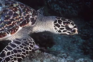 Hawksbill: HAWKSBILL TURTLE, CLOSE UP