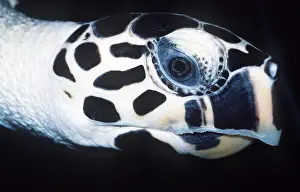 Hawksbill: HAWKSBILL TURTLE - Close up head