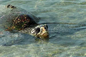 Ashore: Hawksbill Turtle - coming ashore to lay on Crab Island