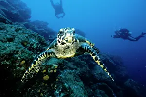 Equador: Hawksbill Turtle - Critically endangered Galapagos Islands U