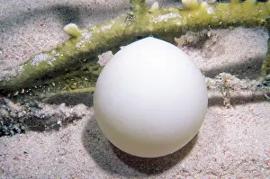 Chelonian: Hawksbill Turtle Egg