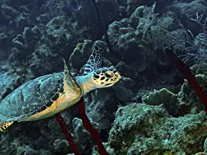Hawksbill: Hawksbill Turtle (Eremochelys imbricata). The richly
