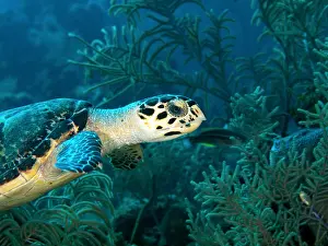 Hawksbill: Hawksbill Turtle (Eremochelys imbricata). The richly