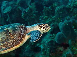 Hawksbill: Hawksbill Turtle (Eremochelys imbricata). The richly