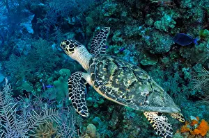 Hawksbill: Hawksbill Turtle (Eremochelys imbricata). The richly