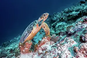 Hawksbill: Hawksbill turtle (Eretmochelys imbricata) on the