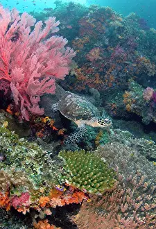 Hawksbill: Hawksbill turtle (Eretmochelys imbricata)