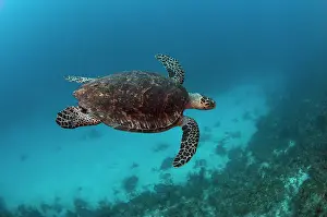 Hawksbill: Hawksbill Turtle (Eretmochelys imbricata)