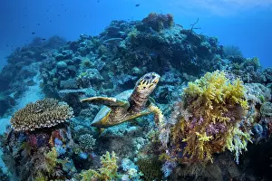 Turtles: Hawksbill turtle (Eretmochelys imbricata) in the