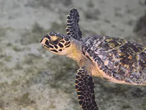 Hawksbill: A Hawksbill Turtle (Eretmochelys imbricata) in Palm
