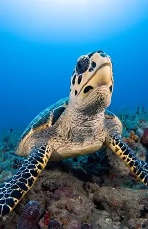 Hawksbill: Hawksbill turtle (Eretmochelys imbricata) in Papua