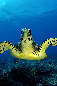 Hawksbill: A hawksbill turtle (Eretmochelys imbricata) photographed
