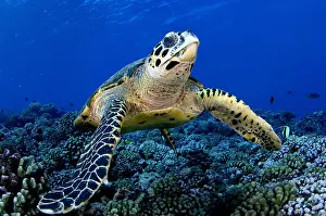 Hawksbill: A Hawksbill Turtle (Eretmochelys imbricata) in Rangiroa
