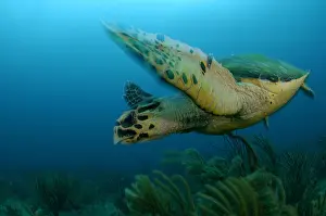 Hawksbill: A Hawksbill Turtle (Eretmochelys imbricata) in Rangiroa