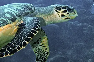 Hawksbill: Hawksbill Turtle (Eretmochelys imbricata). The richly