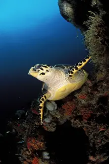 Hawksbill: Hawksbill Turtle (Eretmochelys imbricata). The richly