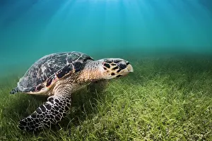 Hawksbill: Hawksbill Turtle (Eretmochelys imbricata) on sea