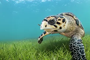 Hawksbill: Hawksbill Turtle (Eretmochelys imbricata) on sea