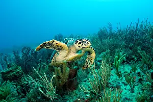 Sponges: Hawksbill Turtle (Eretmochelys imbricata) with sponges