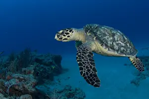 Hawksbill: Hawksbill turtle, Eretmochelys imbricata, swimming