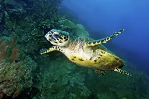 Turtle: Hawksbill turtle (Eretmochelys imbrikata) swimming
