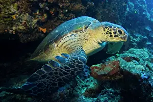 Hawksbill: Hawksbill turtle, Eretomochelys imbricata