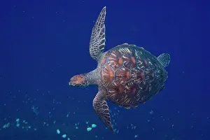 Hawksbill: Hawksbill turtle, Eretomochelys imbricata