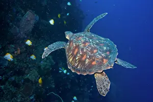 Chelonia: Hawksbill turtle, Eretomochelys imbricata