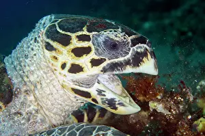 Hawksbill: Hawksbill Turtle feeding