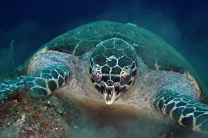 Hawksbill: Hawksbill Turtle feeding