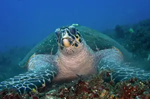 Hawksbill: Hawksbill Turtle feeding