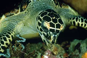 Douglas David Seifert: Hawksbill TURTLE - feeding on sponge, front-view
