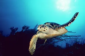 Douglas David Seifert: Hawksbill TURTLE - front-view, one flipper up