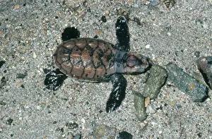 Chelonian: Hawksbill Turtle Hatchling