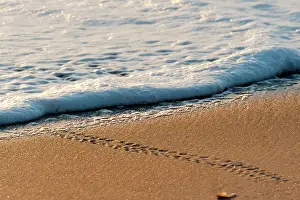 Footprints: Hawksbill Turtle - hatchling tracks