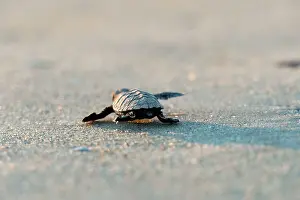 Depressus: Hawksbill Turtle - hatchlings